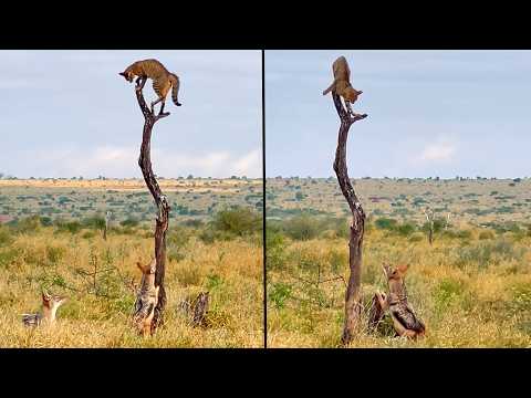 Two Jackals Trap A Wildcat on a Dead Tree