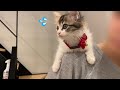 リビング初上陸で肩にしがみついて怯えていた子猫が予想外の行動に…【元保護猫】