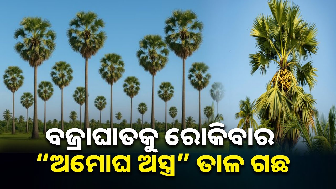 ଶହଶହ ବର୍ଷଧରି ବଞ୍ଚିରହେ ଏହି ଗଛ, ତାସହିତ ଲୋକଙ୍କୁ ବଜ୍ରାଘାତରୁ କରିଥାଏ ରକ୍ଷା || Knews odisha