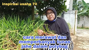 Cara merawat dan memperbanyak tunas jahe dalam polybag.