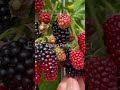 BLACKBERRIES FOR GARDEN #shorts #garden #fruittree