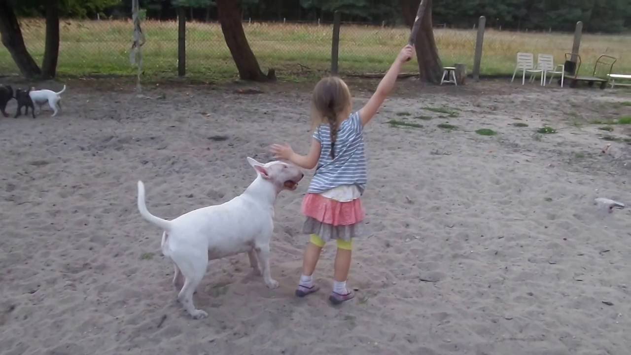 video to gif Bull terrier playing with a child ;)
