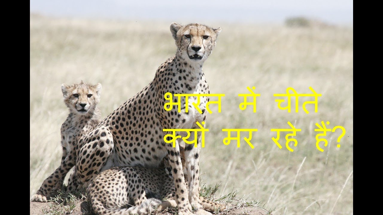 why cheetahs are dying in India ,भारत में चीते क्यों मर रहे हैं? - YouTube