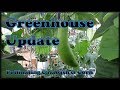 Greenhouse Update: Calabash, Corn, Ube, and 10 Greenhouse Update: Calabash, Corn, Ube, and 10