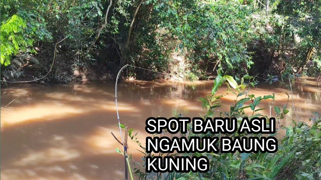 SUBHANALLAH DAPAT MOMEN LANGKA !! MANCING IKAN BAUNG DI AIR KERUH SANGAT GANAS