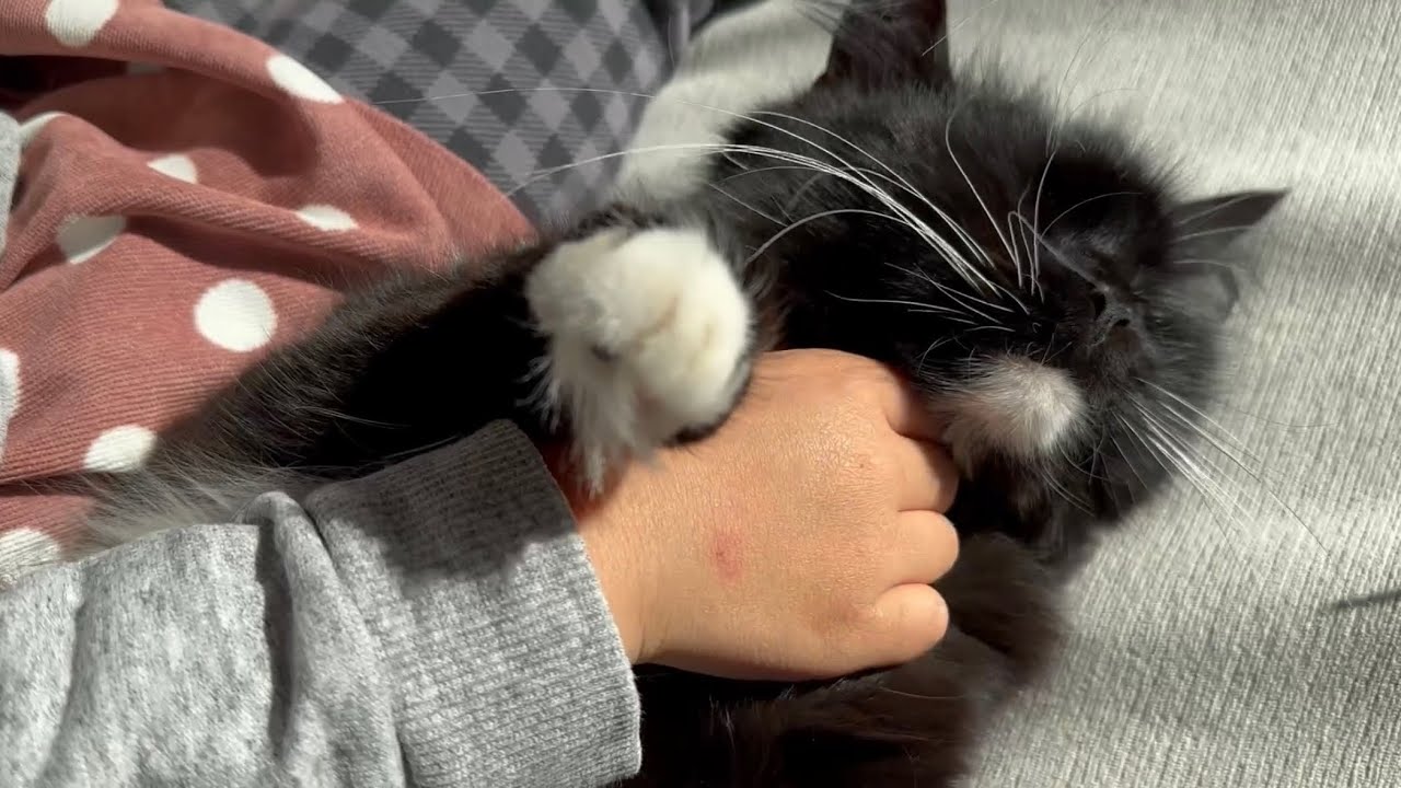 ラガマフィン445様 ニポニーズラガマフィン - メルカリ