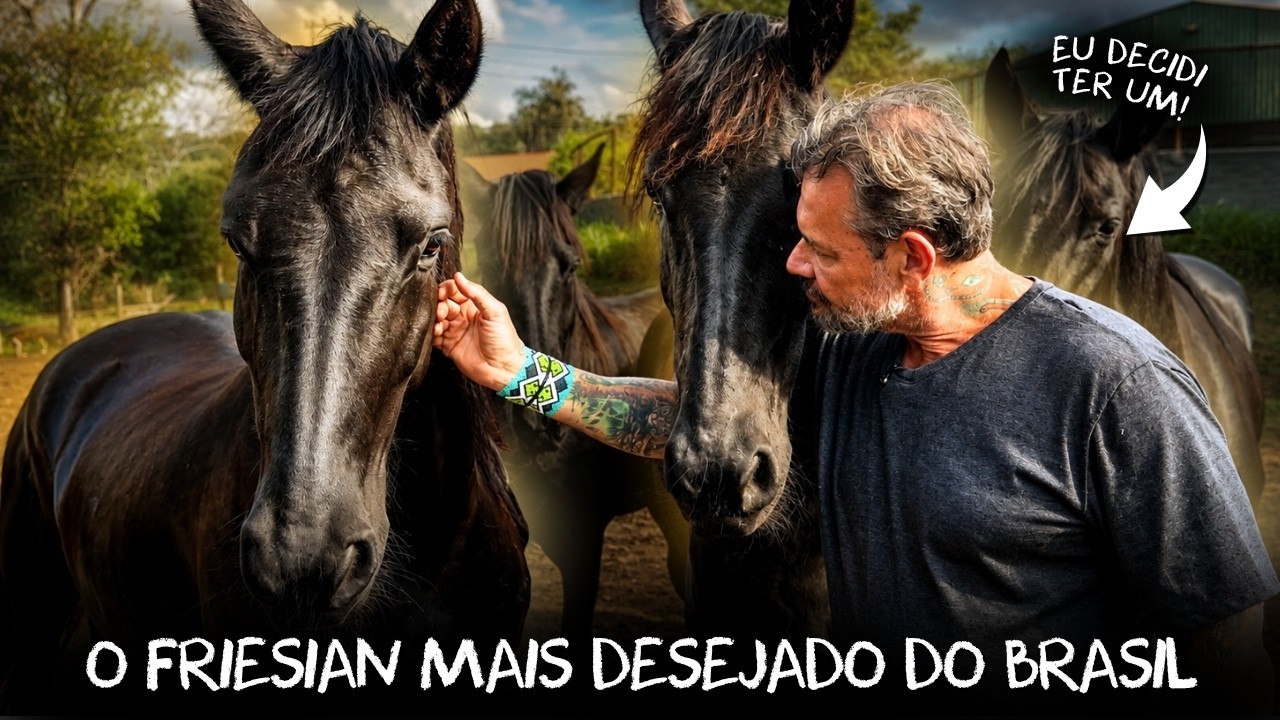 🐎 FRIESIAN, O CAVALO MAIS IMPRESSIONANTE QUE JÁ VI! 😱