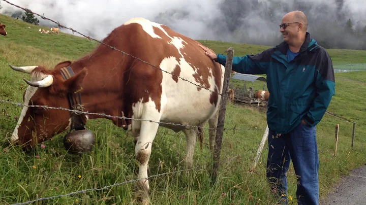 Swiss Alpine Cows