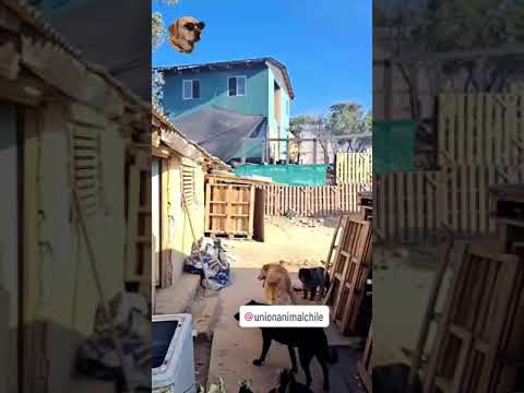 Amigos chilenos contactad