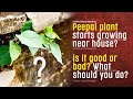 Peepal plant starts growing near house. Good or bad? Watch this before removing Peepal from house
