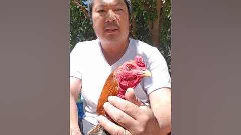 NOOB QAIB EJ 18 XEEM CROSS BEEHER10X BROTHER