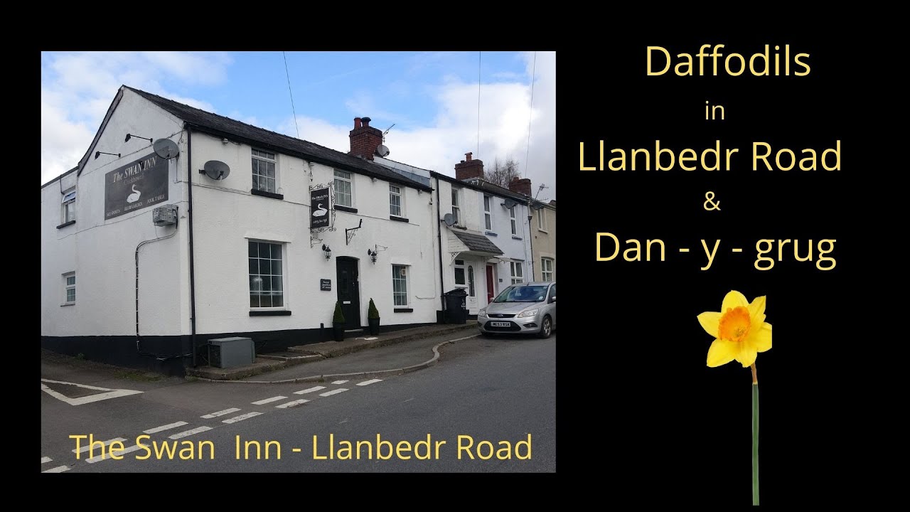 Daffodils on Show in Crickhowell Llanbedr Road & Dan y grug YouTube