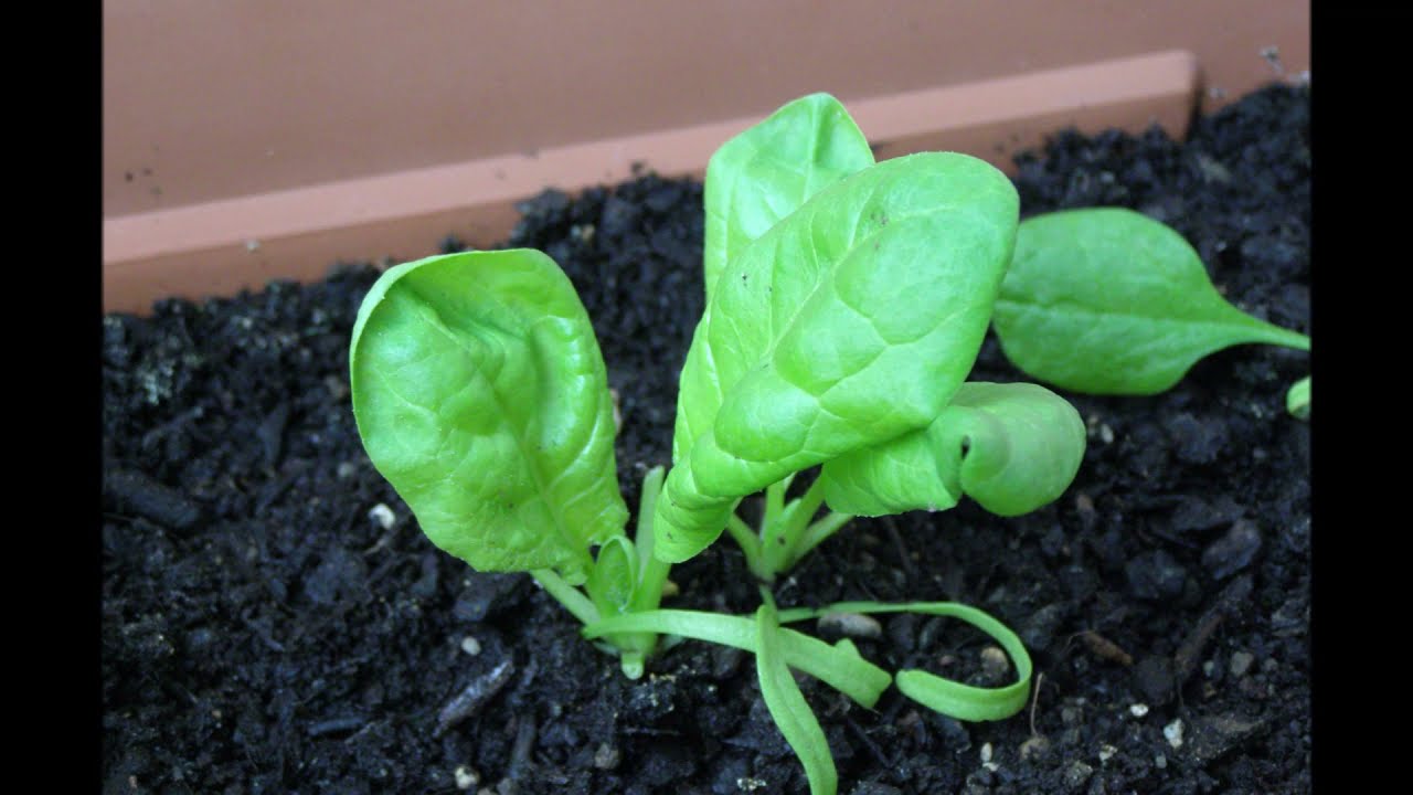 L' EPINARD AU BALCON : UN LEGUME QUI S'ADAPTE : CULTURE DE A à Z.