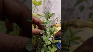 I Am Harvesting Mint