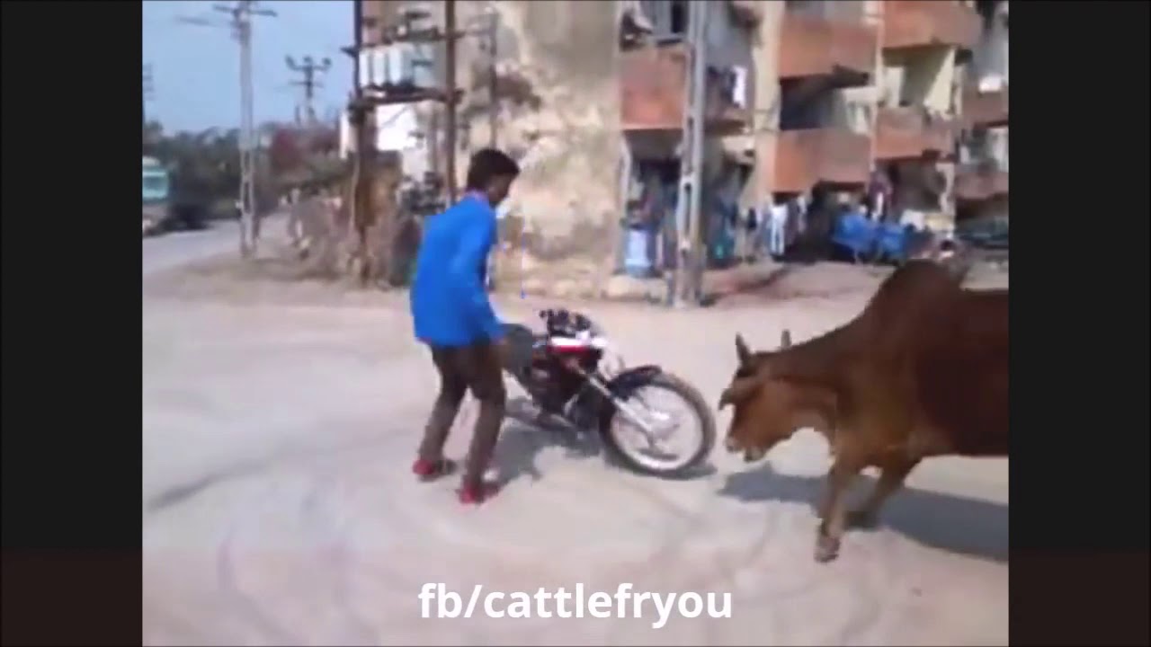 SALAM ALAIKUM MEME SMALL VIDEO/BASS GR