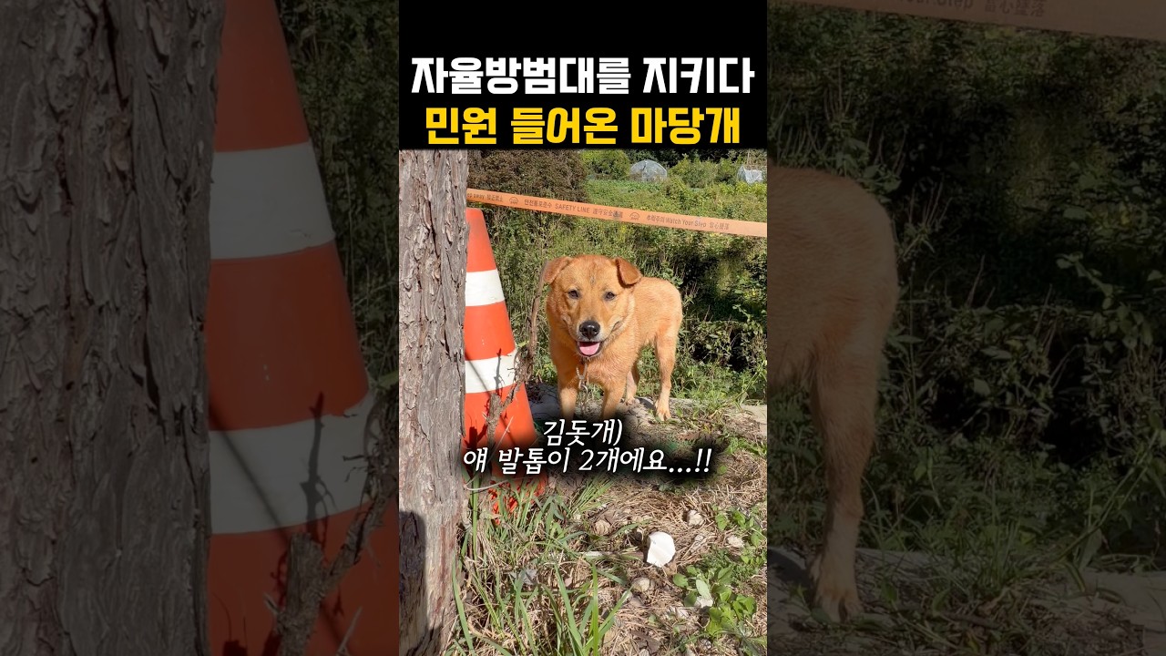 엄지발톱이 두개인 마을지키는 마당개