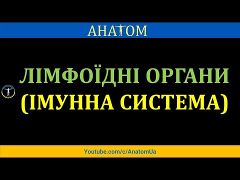 ЛІМФОЇДНІ ОРГАНИ (ІМУННА СИСТЕМА)