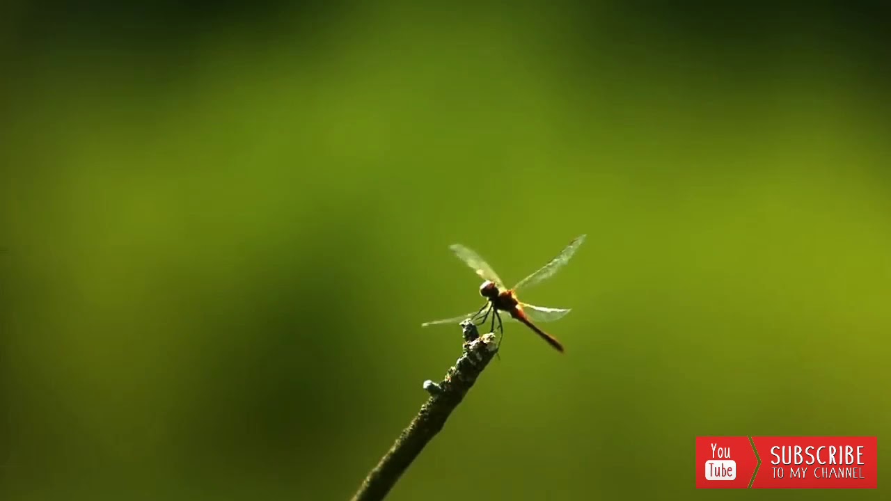 North East small finance bank