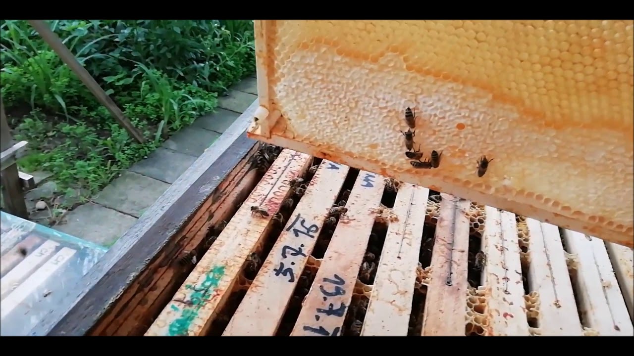 Kdy vytáčet med? Je med zralý?