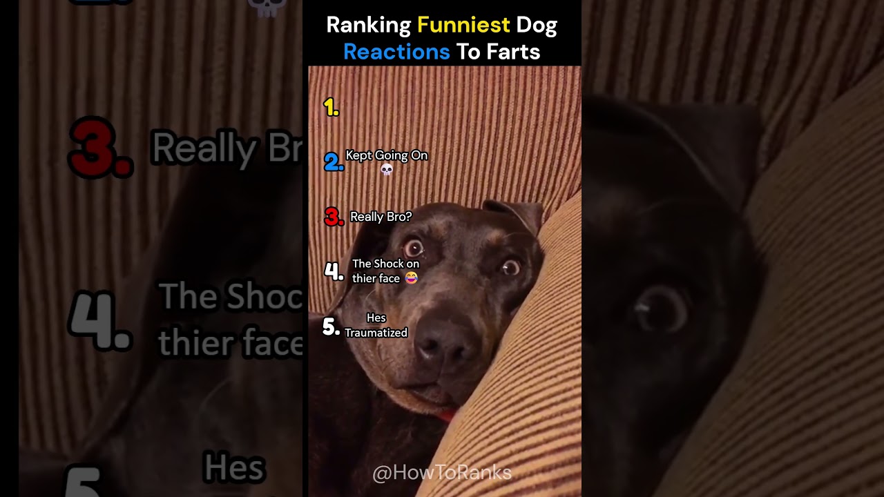 Ranking Funniest Dog Reactions To Farts 😂