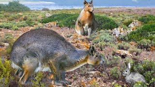 Nuralagus Rex Paleopedias Especial De Pascua