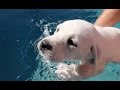 Labrador Gets Swimming Lessons Labrador Gets Swimming Lessons
