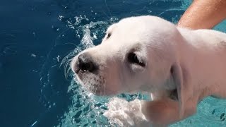 Labrador Gets Swimming Lessons Labrador Gets Swimming Lessons