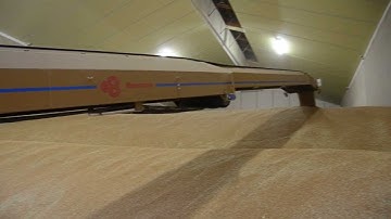 Unloading wheat into the grain store