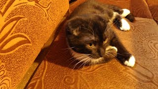 Без кота и жизнь не та🐱Гость в нашем доме. Без кота и жизнь не та🐱Гость в нашем доме.