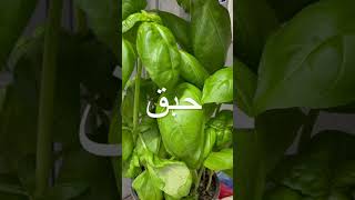 Le Basilic الحبق