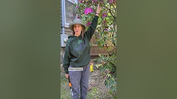 Pruning Overgrown Rhododendrons: Don