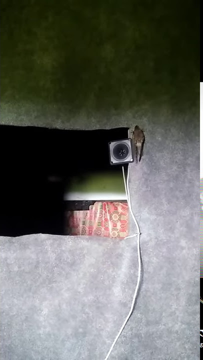 Respon suara walet!!!sp chy..bw langsung lengket disiang hari 😯😯😯