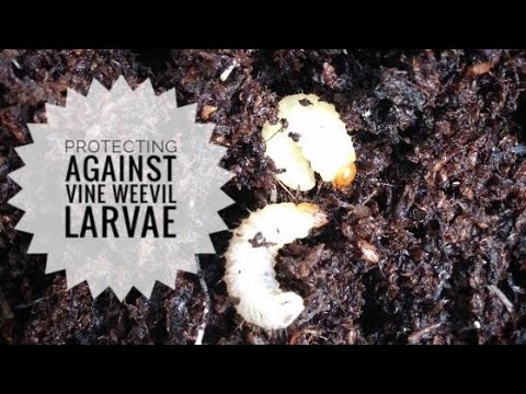 Video: Black Vine Weevil Damage - Mikä tappaa mustikynänkärskyt