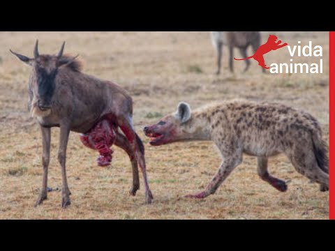 Vídeo: O que os gnus comem?