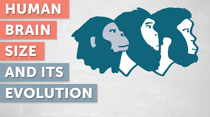 Human Brain Size and its Evolution explained by Wi...