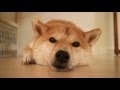 柴犬だいふくのおやすみ前の儀式 [Shibainu Daifuku is very sleepy ]