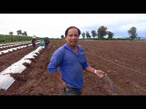 Video: Cách trồng dưa hấu tại nhà: làm đất, tưới nước và các tính năng chiếu sáng, đánh giá