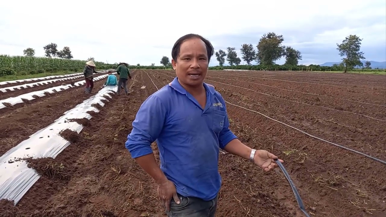 CÁCH LÀM ĐẤT CHUẨN NHẤT ĐỂ TRỒNG DƯA HẤU PHẦN 1|| OANH LÙN TV