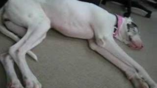 Great Dane Running in Sleep Wakes Up
