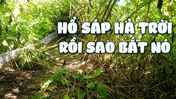 Con mãng xà này không biết là HỔ MANG hay HỔ VỆN nữa, mà con nào cũng NƯỚNG #thuytrieuxoay198