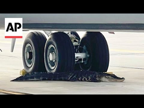 Alligator on runway at Florida Air Force base captured