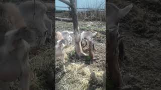 Продаю козлят ламанча-зааненско-альпийских в Самарской области, Ставропольский район
