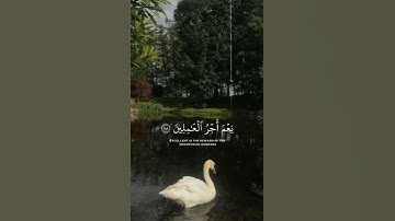 سورة العنكبوت بصوت الشيخ عبد الرحمن مسعد #قران_كريم 🫀