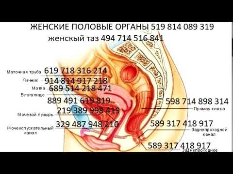 ЖЕНСКЫЕ ПОЛОВЫЕ ОРГАНЫ 519 814 089 319