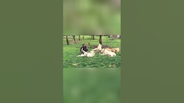 Tiger Saves Man From a Leopard Attack #shorts