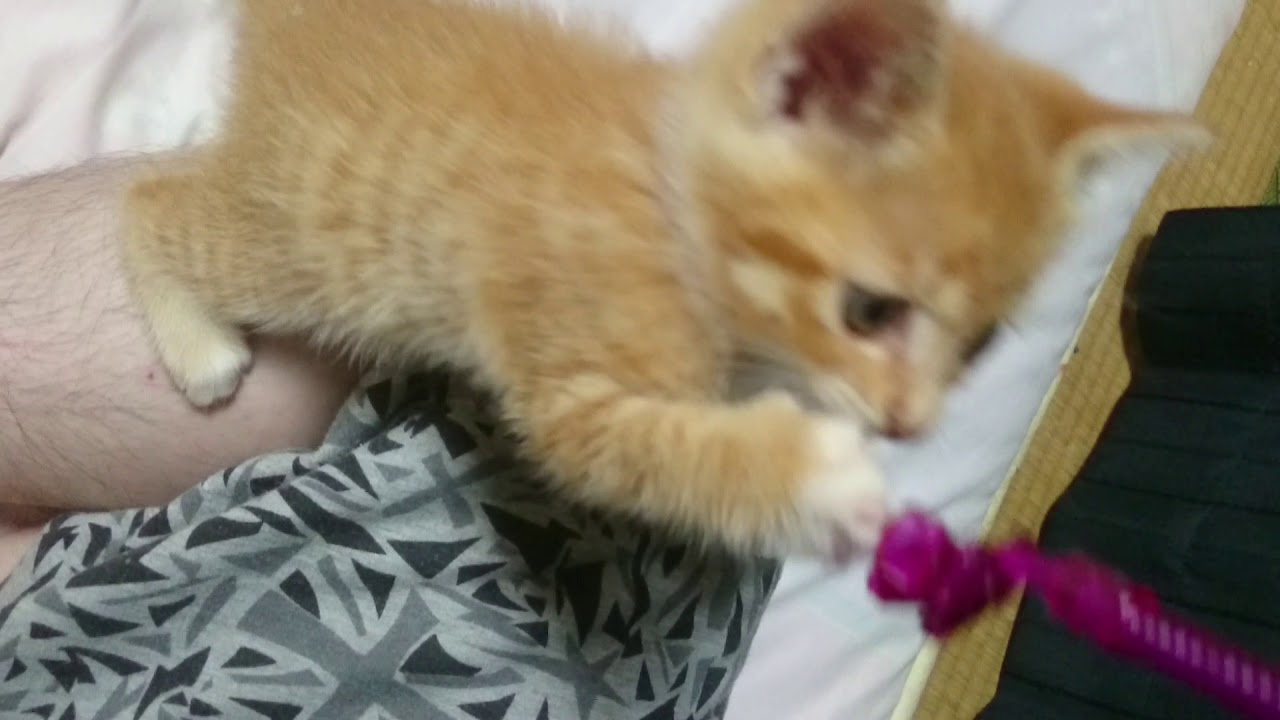 超可愛い子猫保護しました W 2日目 子犬 子猫やかわいい小動物の癒し動画まとめ