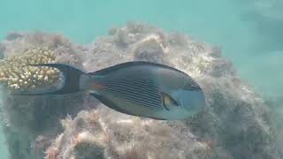 Triamese Trippin - Red Sea Egypt Teaser