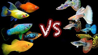 Two Great Community Fish But Which One is BETTER? Guppy vs Platy Showdown!
