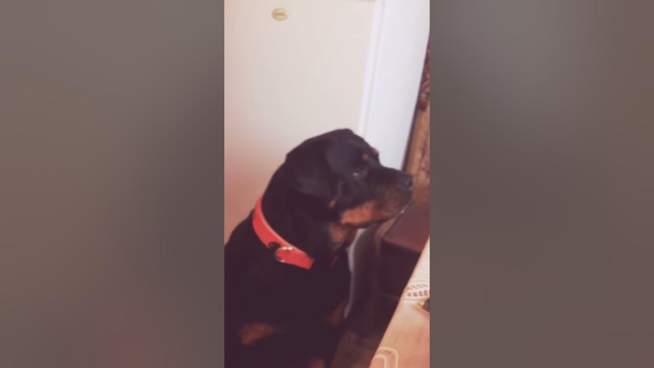 просыпайся мой хозяин я. жду шоколад. проснись хозяин. кошачьи лапки подушечки. просыпайся мой хозяин я.