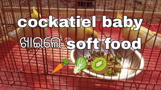 Cockatiel baby ଖାଇଲେ soft food 🥝🥕🥬#birds #petvlogger #bajisparrot #cockatiel #food  screenshot 5
